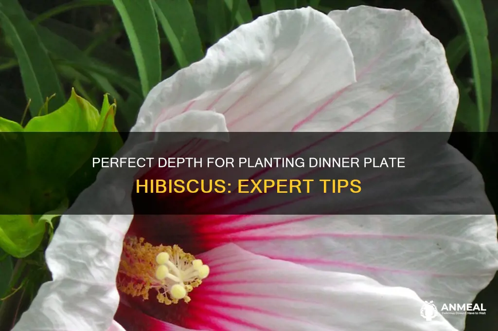 how deep to plant dinner plate hibiscus