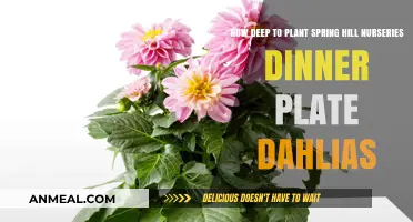 Perfect Depth for Planting Spring Hill Nurseries Dinner Plate Dahlias