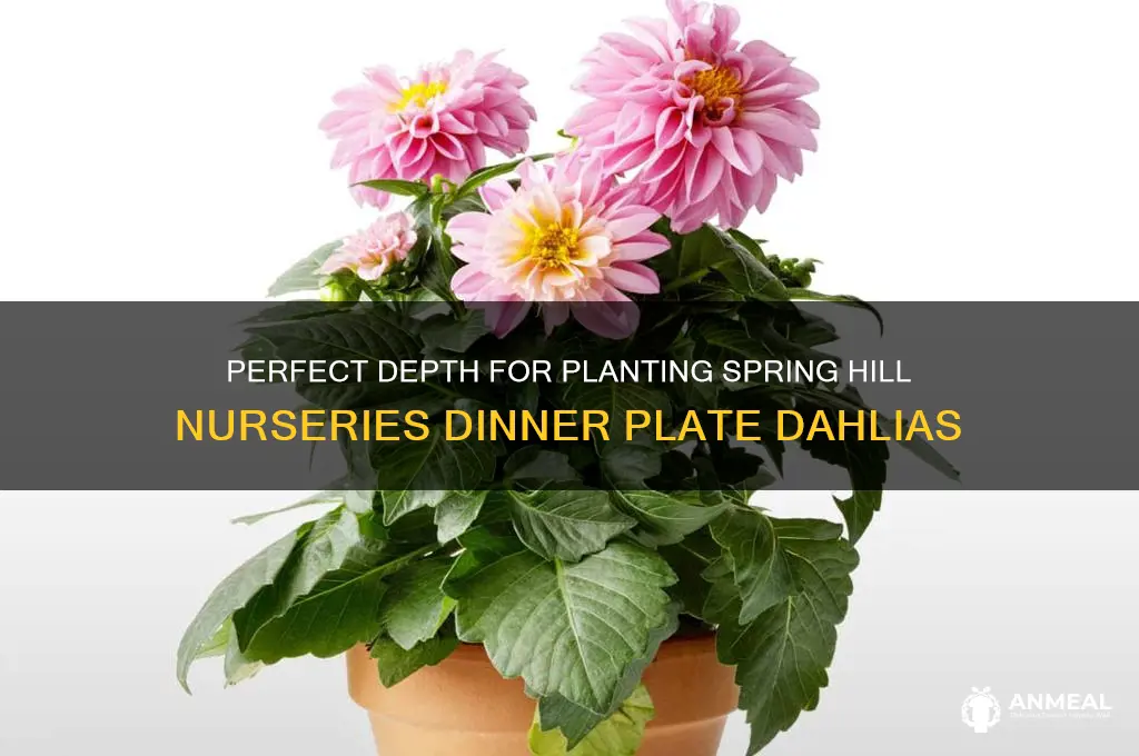 how deep to plant spring hill nurseries dinner plate dahlias