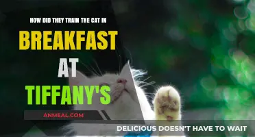 Training the Cat in Breakfast at Tiffany's