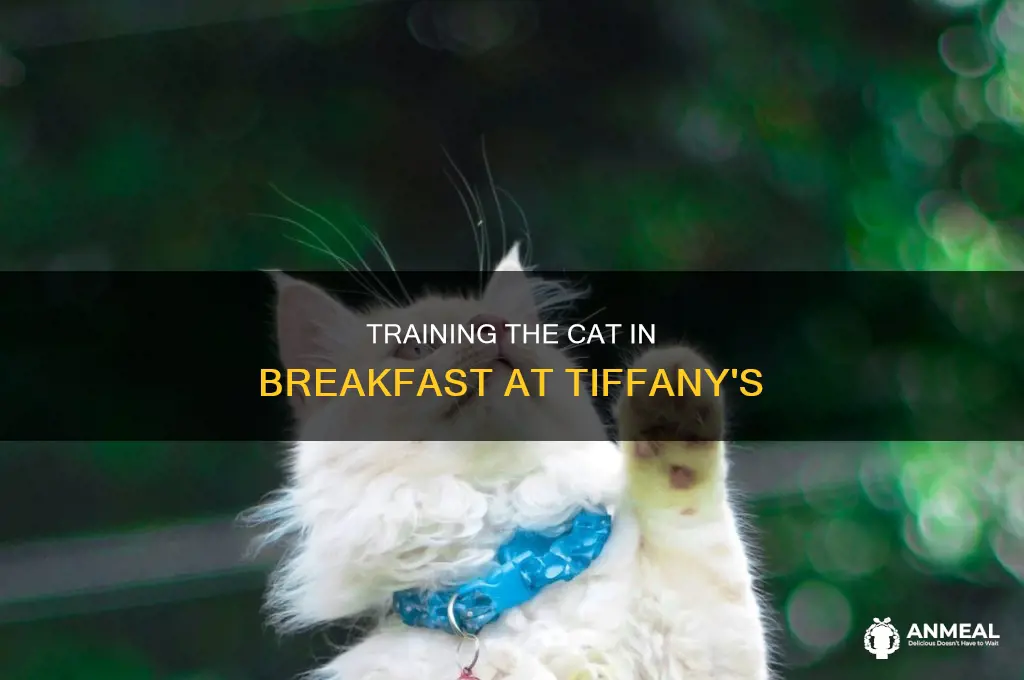 how did they train the cat in breakfast at tiffany