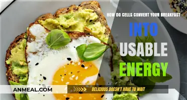 Cells Power Your Day by Converting Breakfast Energy