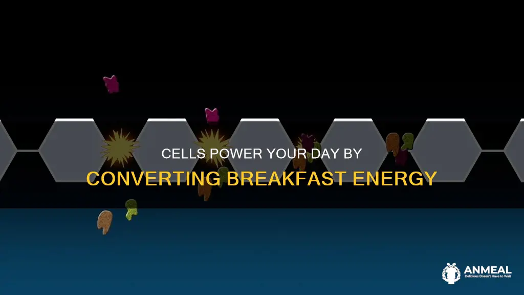 how do cells convert your breakfast into usable energy