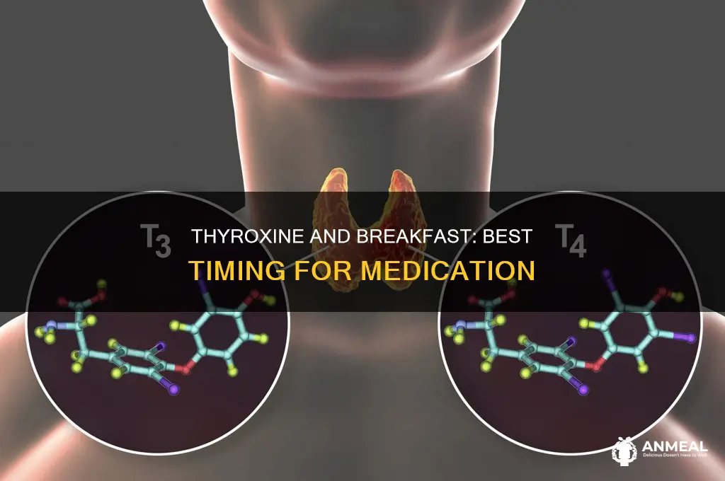 how long before breakfast should i take thyroxine