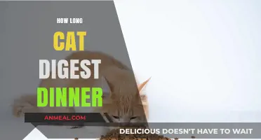 Understanding Your Cat's Digestion: How Long Does Dinner Take?