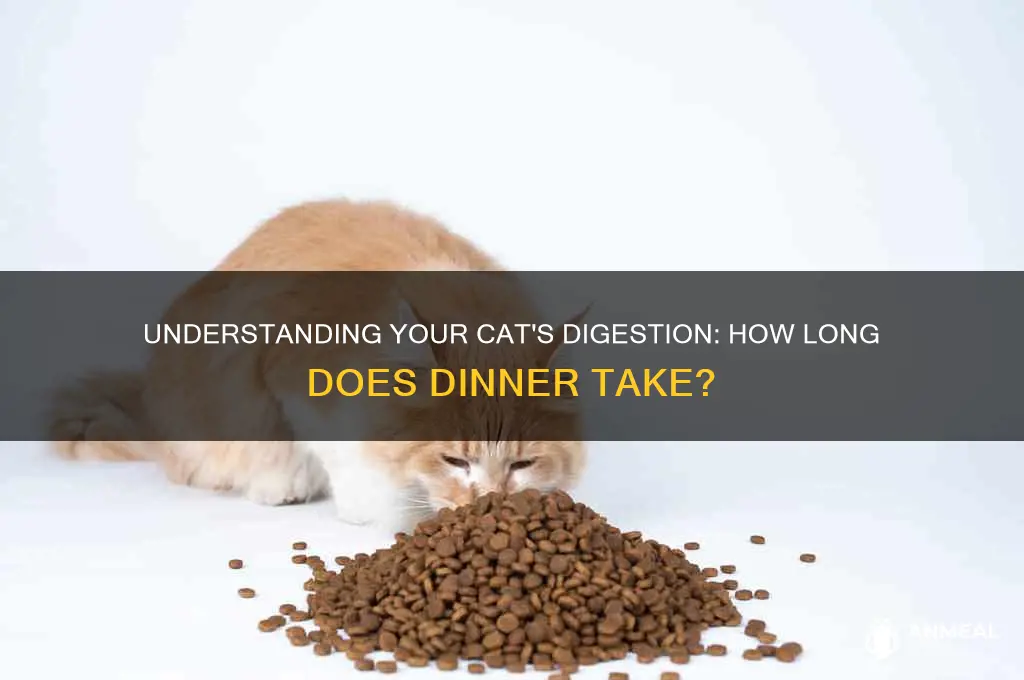 how long cat digest dinner