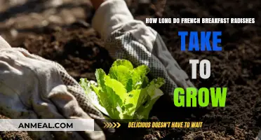 Growing French Breakfast Radishes: How Long Does It Take?