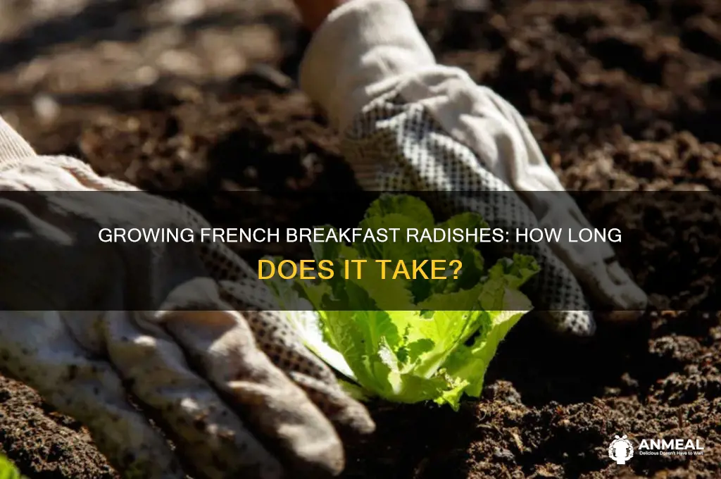 how long do french breakfast radishes take to grow