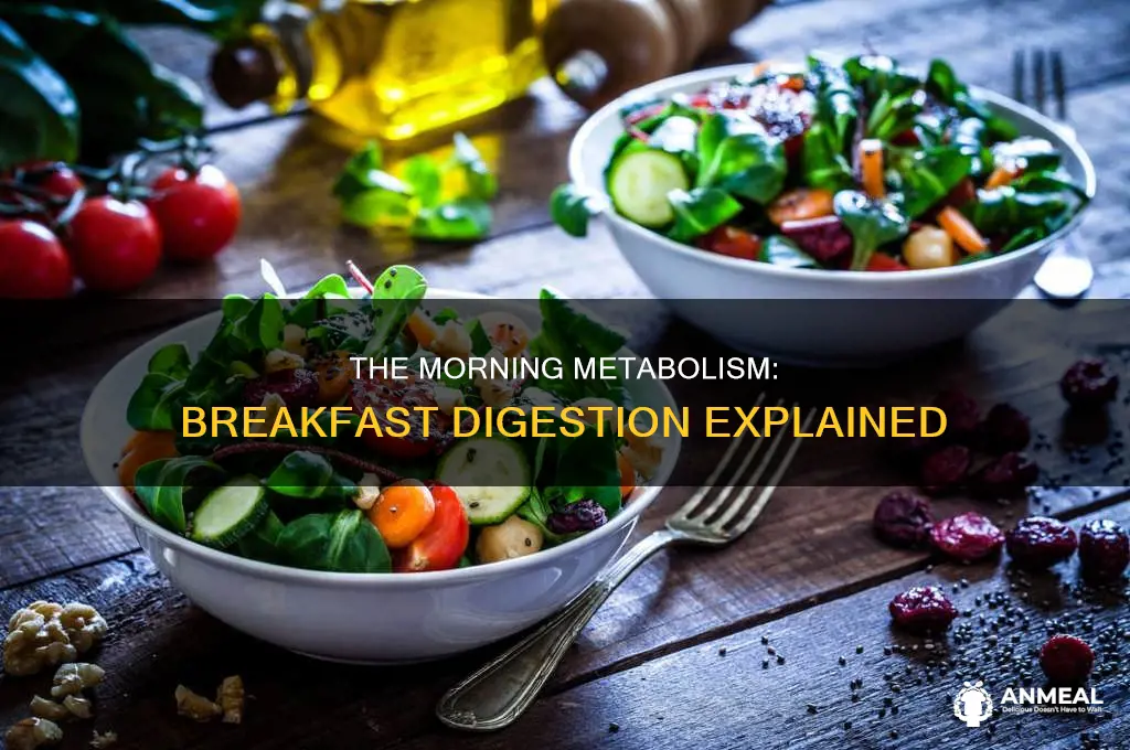 how long does breakfast take to digest