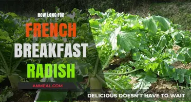 Growing French Breakfast Radishes: How Long Until Harvest?