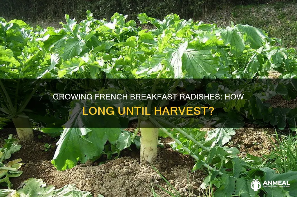 how long for french breakfast radish