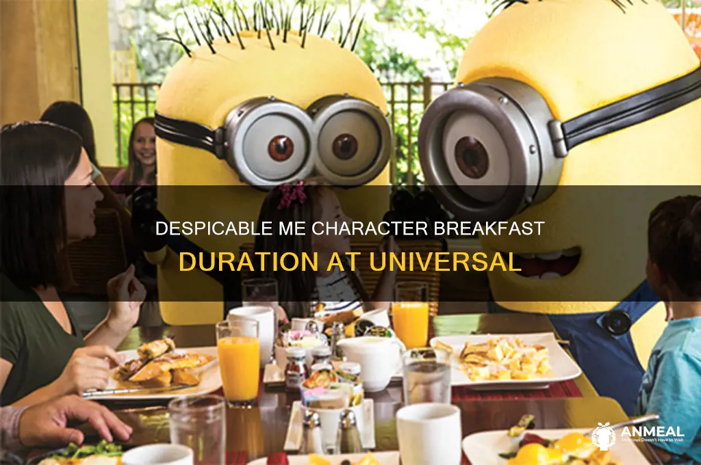 how long is the despicable me character breakfast universal