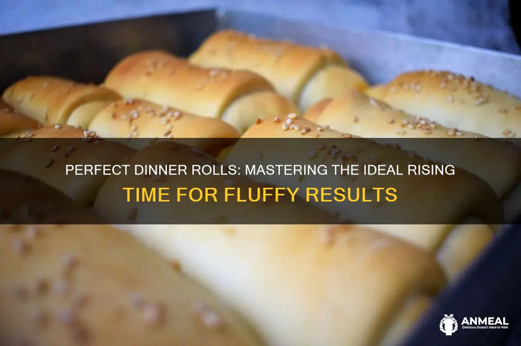 how long should dinner rolls rise