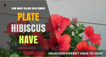 Discovering the Vibrant Color Palette of Dinner Plate Hibiscus Varieties