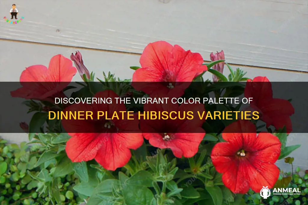 how many colors does dinner plate hibiscus have