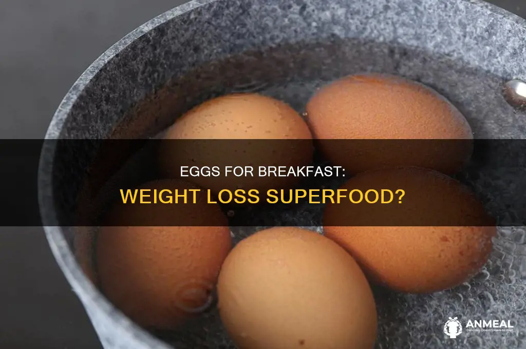 how many eggs for breakfast for weight loss