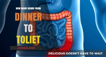 Digestive Journey: Understanding Time from Dinner to Bathroom Break