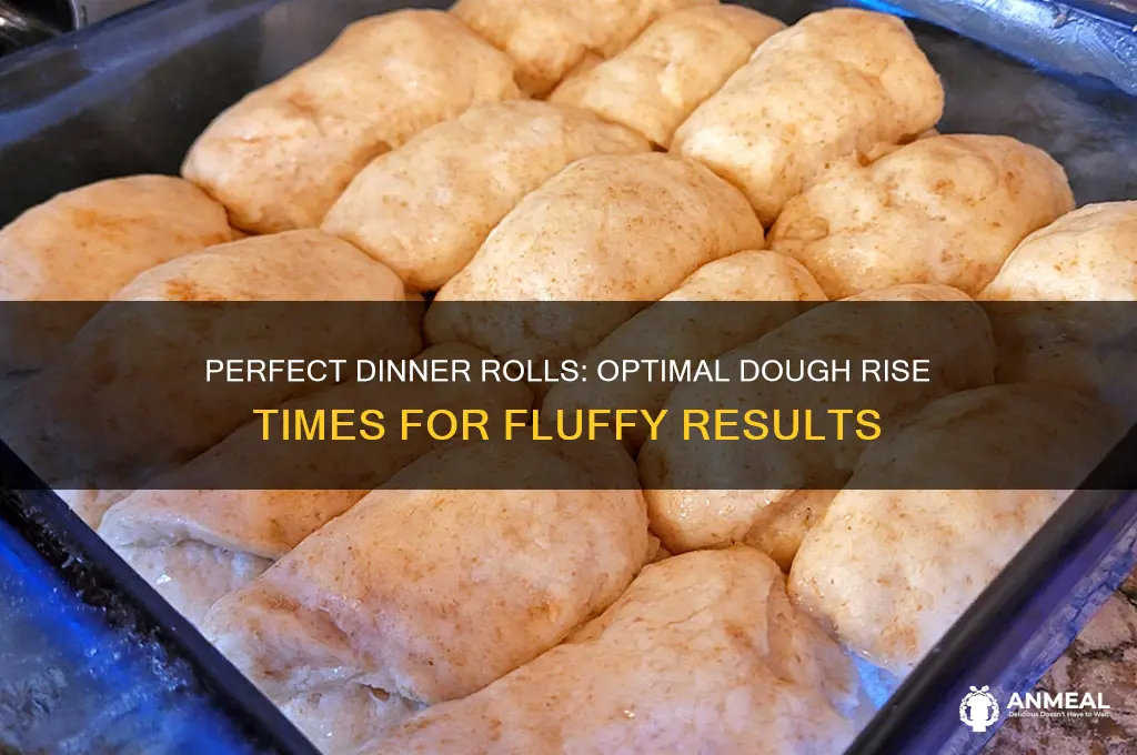 how many times should bread dough rice for dinner rolls