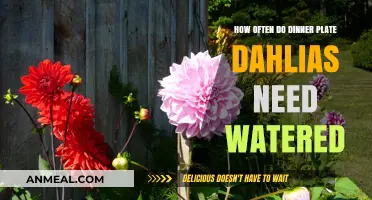 Watering Dinner Plate Dahlias: Essential Tips for Healthy Blooms
