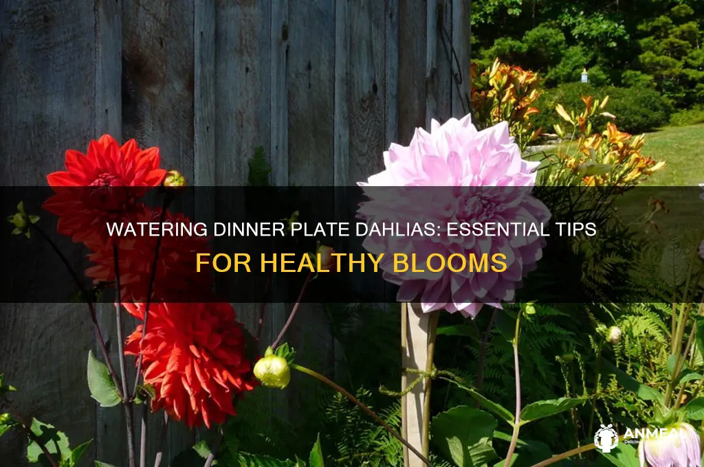 how often do dinner plate dahlias need watered