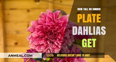 Discover the Impressive Height of Dinner Plate Dahlias in Your Garden