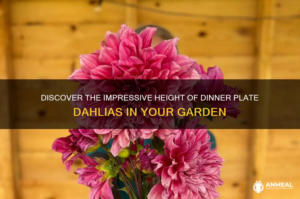 how tall do dinner plate dahlias get