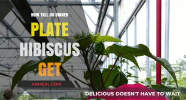 Dinner Plate Hibiscus Growth: Understanding Their Impressive Height Potential