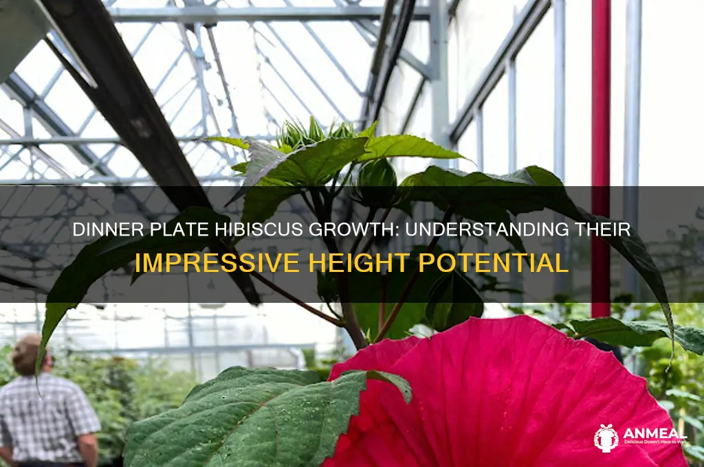 how tall do dinner plate hibiscus get