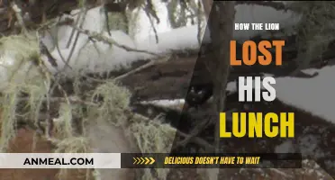 The Lion's Lost Lunch: A Tale of Unexpected Hunger