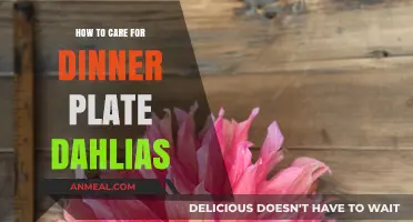Caring for Dinner Plate Dahlias: Essential Tips for Stunning Blooms