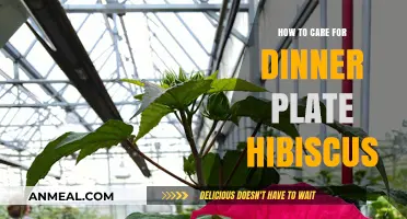 Caring for Dinner Plate Hibiscus: Essential Tips for Vibrant Blooms