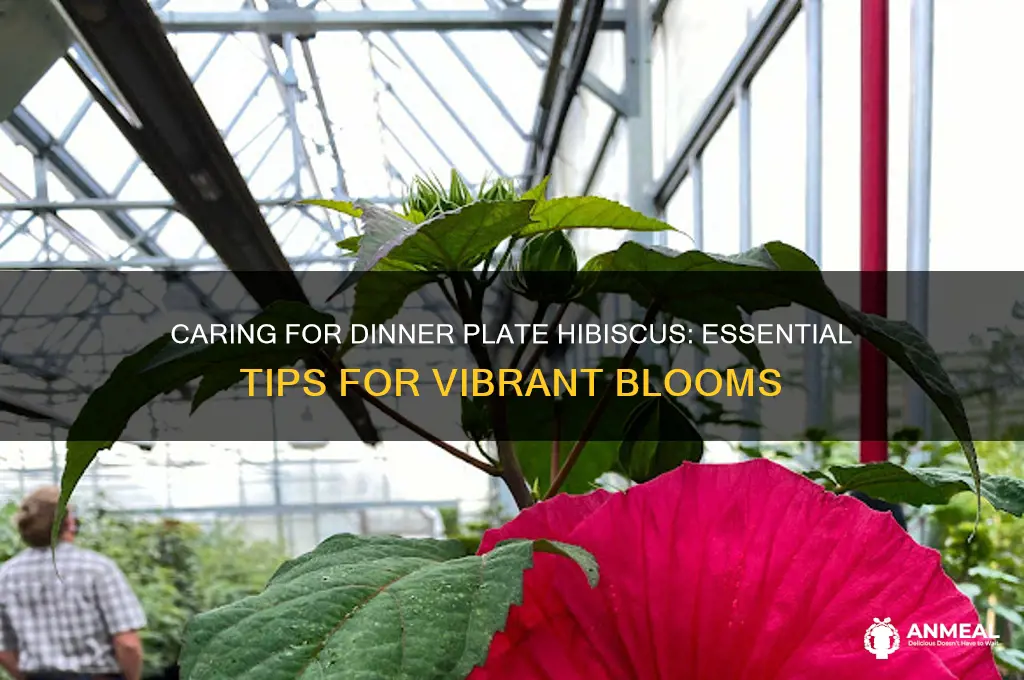 how to care for dinner plate hibiscus