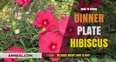 Mastering the Art of Dividing Dinner Plate Hibiscus for Healthy Growth