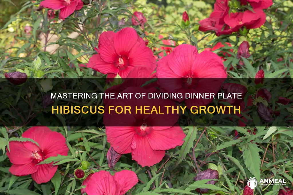 how to divide dinner plate hibiscus