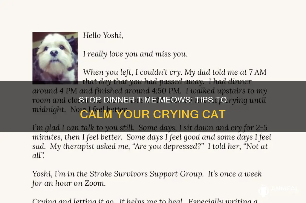 how to get a cat from crying at dinner time