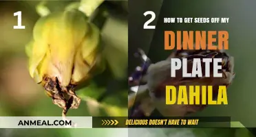 Harvesting Dahlia Seeds: A Simple Guide for Your Dinner Plate Variety