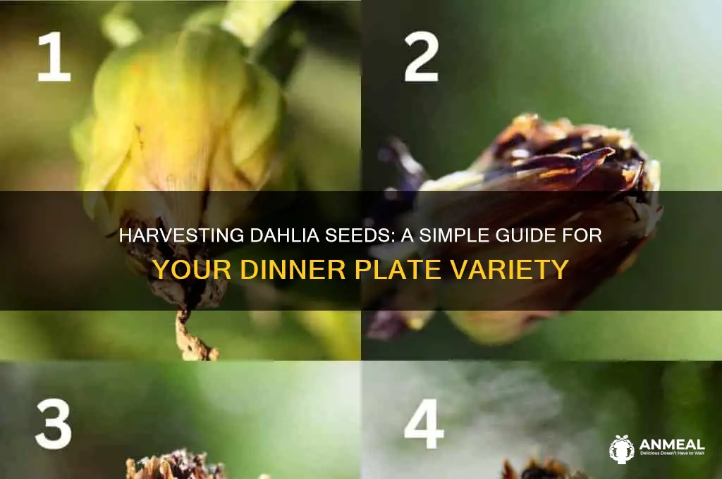 how to get seeds off my dinner plate dahila