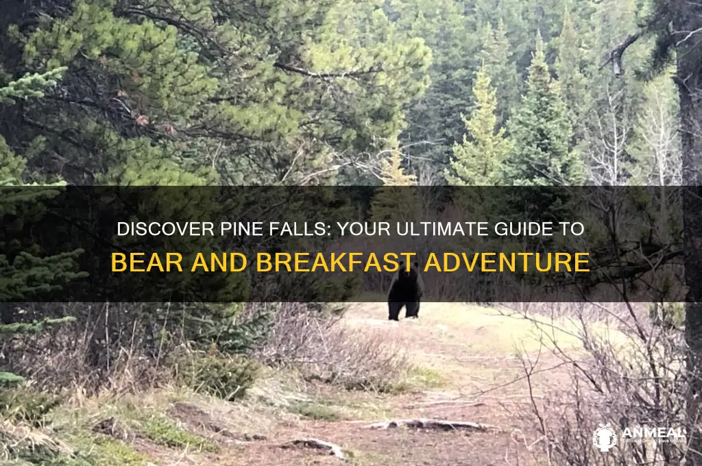 how to get to pine falls bear and breakfast