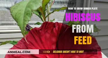 Growing Dinner Plate Hibiscus: A Simple Guide Using Feed