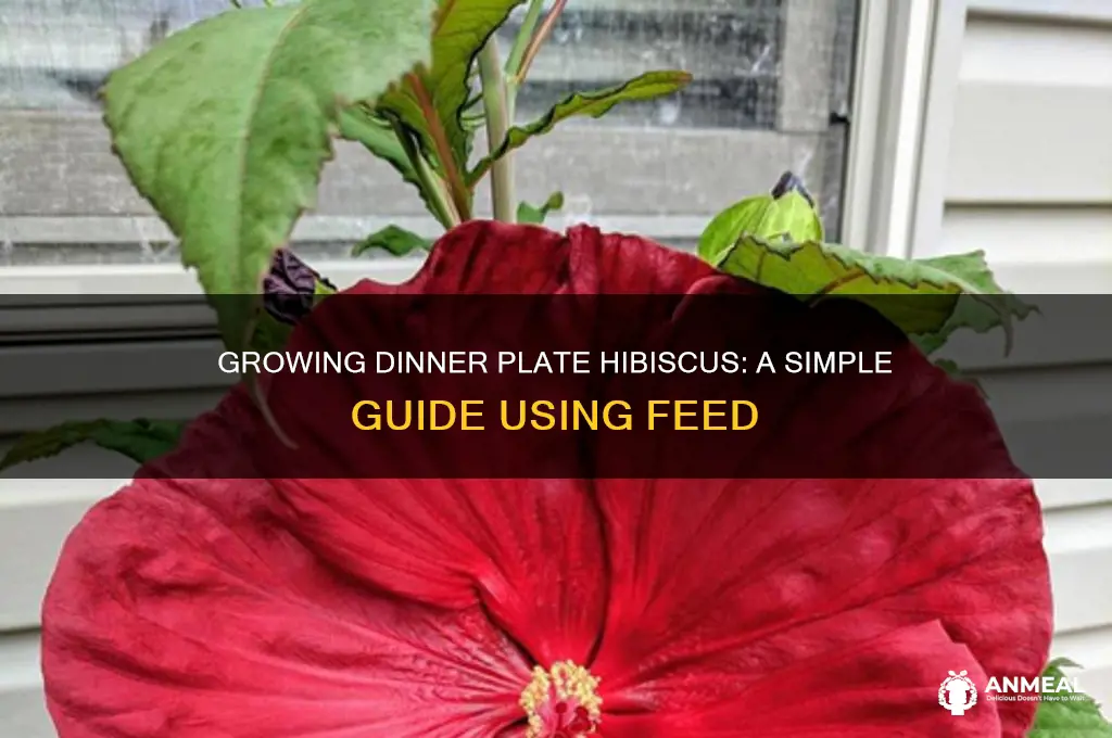how to grow dinner plate hibiscus from feed