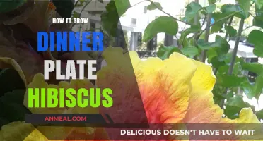 Growing Dinner Plate Hibiscus: Tips for Stunning Blooms in Your Garden