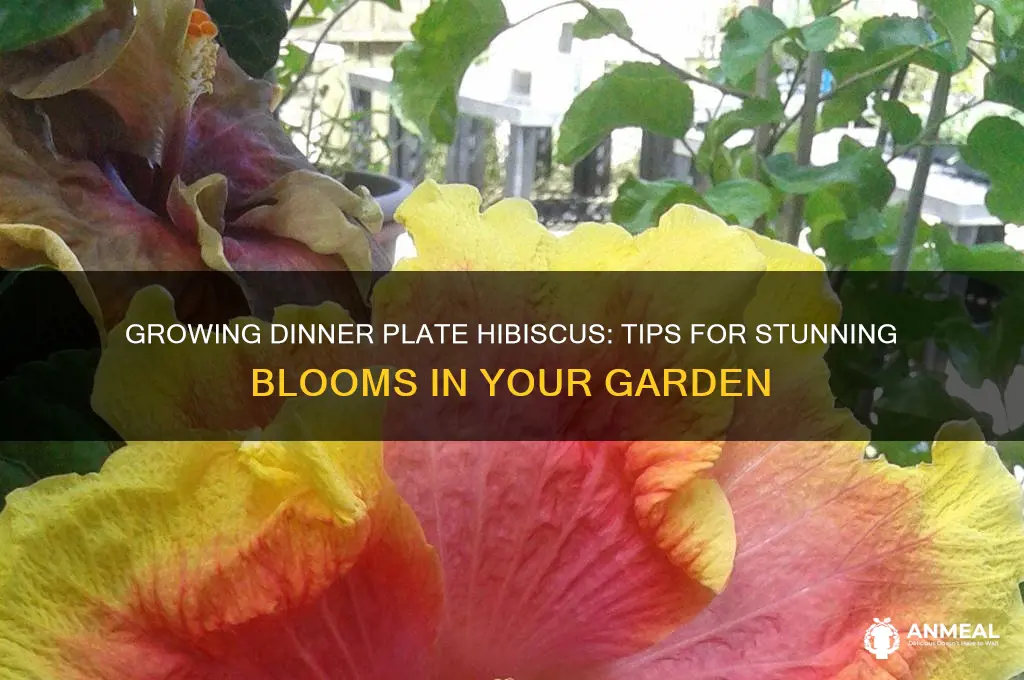 how to grow dinner plate hibiscus