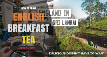 Cultivating English Breakfast Tea: A Step-by-Step Growing Guide