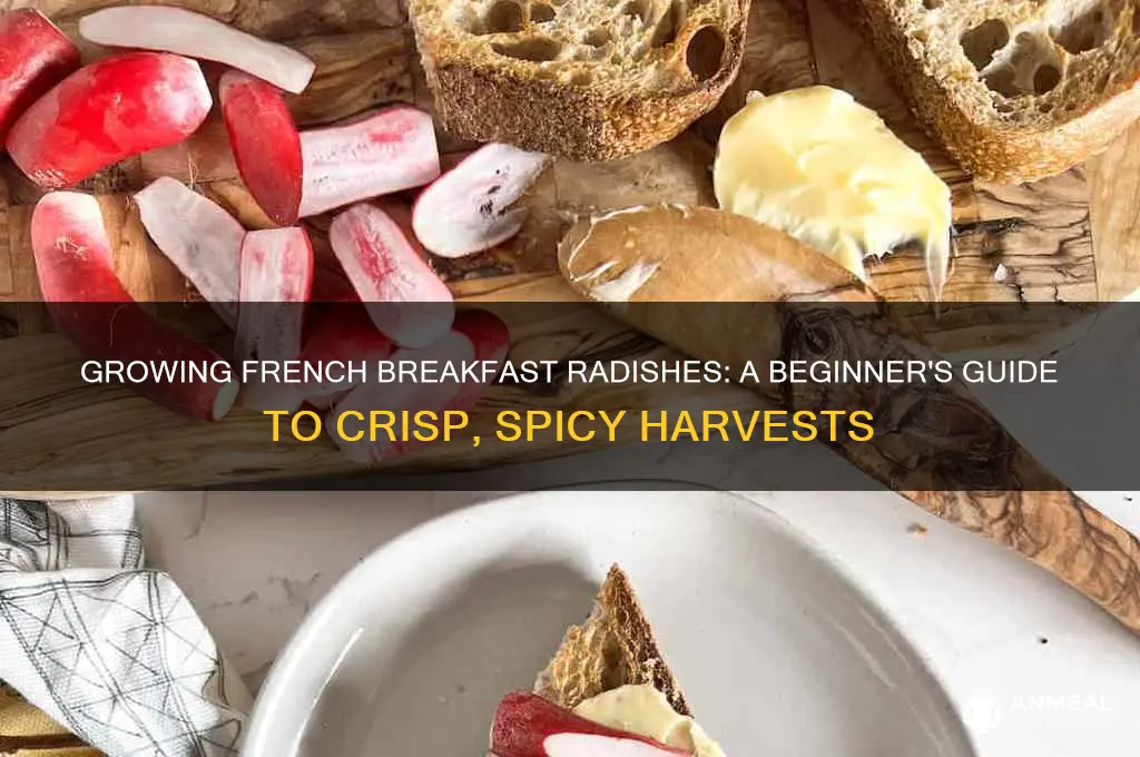 how to grow french breakfast radish