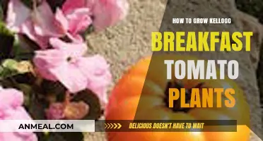 Growing Kellogg Breakfast Tomatoes: A Step-by-Step Guide for Gardeners