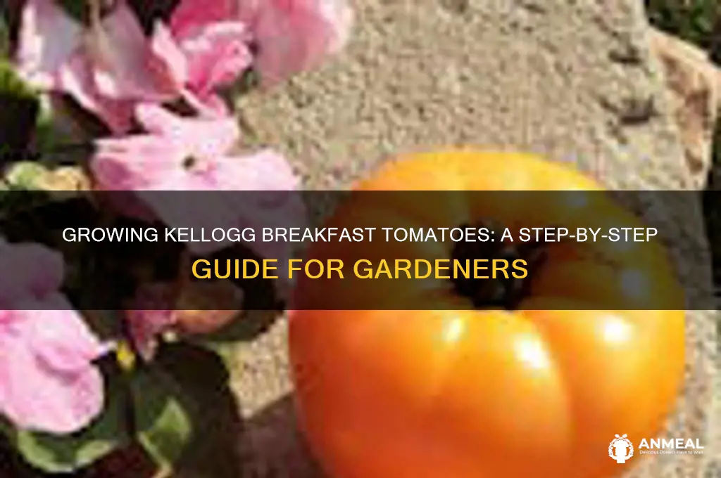 how to grow kellogg breakfast tomato plants