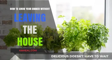 Urban Indoor Gardening: Growing Fresh Meals Right in Your Home