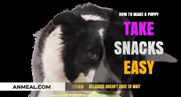 Snack Time Simplified: Tricks to Make Your Puppy Munch Happily