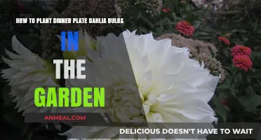 Planting Dinner Plate Dahlias: A Step-by-Step Garden Guide