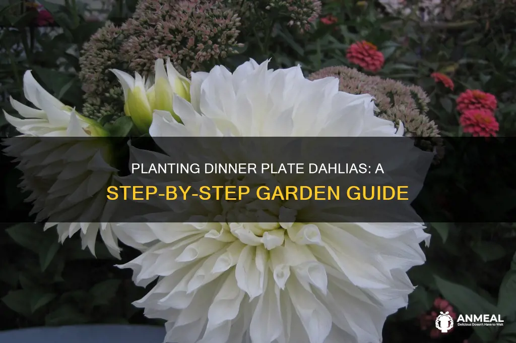 how to plant dinner plate dahlia bulbs in the garden